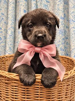 Winnie -  Black Labrador Retriever and Golden Retriever Dog for Adoption in Crosby, Texas - Winnie | PetCurious