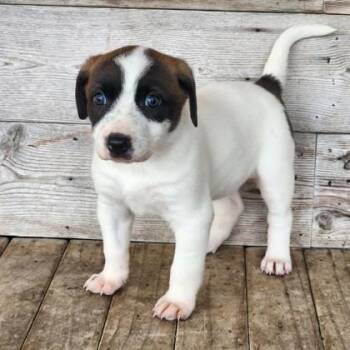 Fancy -  Terrier and Mixed Breed Dog for Adoption in Morristown, New Jersey - Fancy | PetCurious
