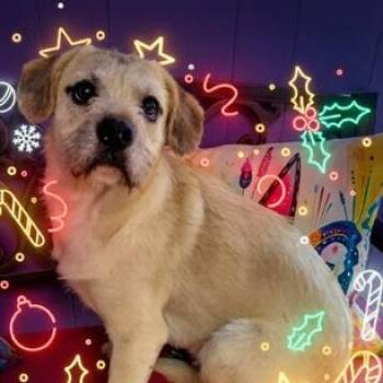 Rescue Terrier Dogs for Adoption in Quitman, Texas - WALDO | PetCurious
