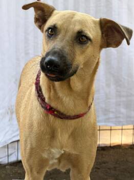 Miel -  Black Mouth Cur and Greyhound Dog for Adoption in Ramona, California - Miel | PetCurious