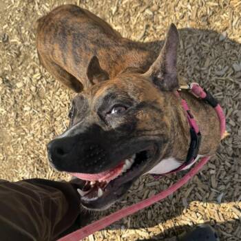 Mixed Breed Dogs Available for Adoption in Palm Springs, California - Lyra | PetCurious