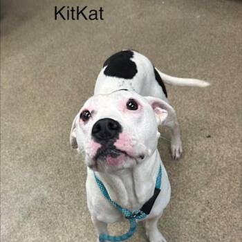Kit Kat -  Mixed Breed Dog for Adoption in Knoxville, Tennessee - Kit Kat | PetCurious