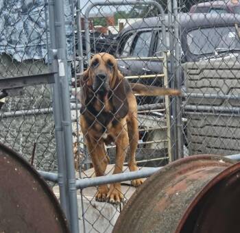 Rescue Bloodhound Dogs for Adoption in Dallas, Texas - Ellie May | PetCurious