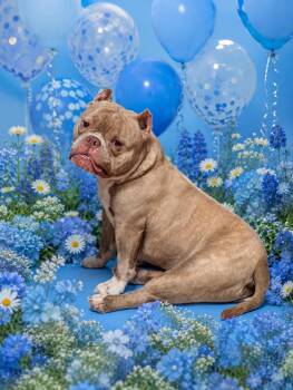 Jax -  American Bully Dog for Adoption in Petersburg, Virginia - Jax | PetCurious