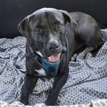 Rescue Labrador Retriever Dogs for Adoption in Largo, Florida - TOSIN - Needs A Foster Or Adopter | PetCurious