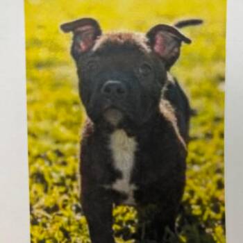 Pit Bull Terrier and Mixed Breed Dogs Available for Adoption in Wilmington, Delaware - Angela | PetCurious