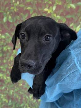 Shepherd and Mixed Breed Dogs Available for Adoption in San Antonio, Texas - Bernard | PetCurious