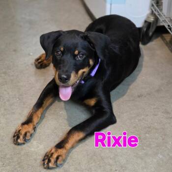 Rixie -  Rottweiler Dog for Adoption in Breese, Illinois - Rixie | PetCurious