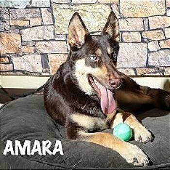 Rescue Husky and Mixed Breed Dogs for Adoption in Brock, Texas - Amara | PetCurious