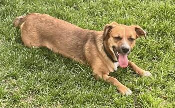 Walter -  Dachshund Dog for Adoption in Omaha, Nebraska - Walter | PetCurious