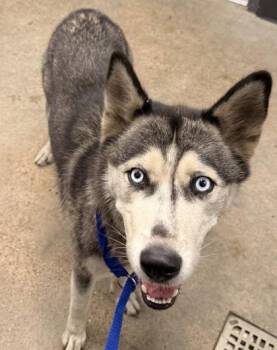Mavi -  Siberian Husky Dog for Adoption in Cleveland, Ohio - Mavi | PetCurious
