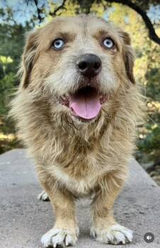 Pompo -  Mixed Breed Dog for Adoption in Los Angeles, California - Pompo | PetCurious