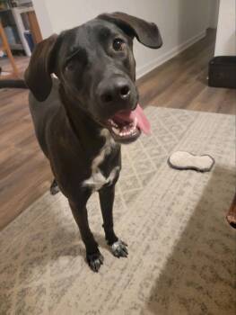 Nova -  Black Labrador Retriever Dog for Adoption in Virginia Beach, Virginia - Nova | PetCurious
