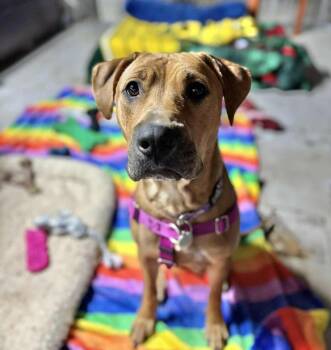 Rescue Mixed Breed Dogs for Adoption in De Pere, Wisconsin - Josie | PetCurious