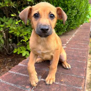 Mixed Breed Dogs Available for Adoption in Brownsboro, Alabama - Apollo | PetCurious