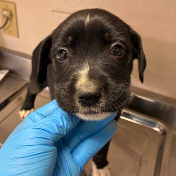 Rescue Labrador Retriever Dogs for Adoption in San Antonio, Texas - Roxy | PetCurious