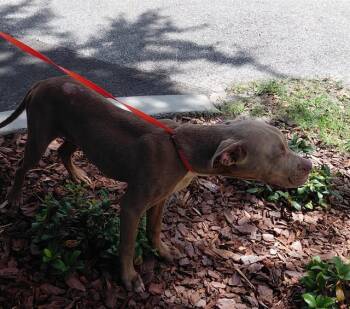 WHISKEY -  Pit Bull Terrier and Mixed Breed Dog for Adoption in St. Cloud, Florida - WHISKEY | PetCurious