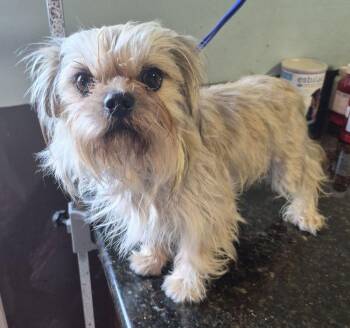 Shih Tzu Dogs Available for Adoption in Carrollton, Texas - Darling | PetCurious