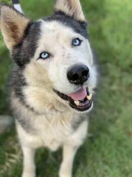 Rescue Siberian Husky Dogs for Adoption in Brookeville, Maryland - Warrior | PetCurious