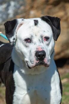 American Staffordshire Terrier and Pit Bull Terrier Dogs Available for Adoption in Johnson City, Tennessee - Oreo | PetCurious