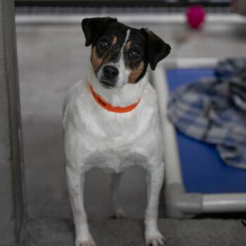 Velcro (AG26-27) -  Rat Terrier Dog for Adoption in Peyton, Colorado - Velcro (AG26-27) | PetCurious