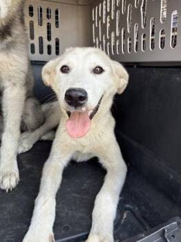 Pip Sprinkle -  Siberian Husky and Mixed Breed Dog for Adoption in Fresno, California - Pip Sprinkle | PetCurious