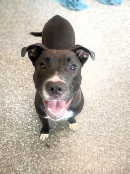 Merryweather -  Pit Bull Terrier and Mixed Breed Dog for Adoption in Westland, Michigan - Merryweather | PetCurious