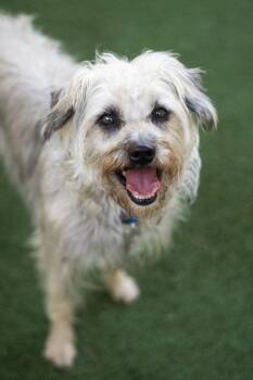Dumbledore -  Terrier Dog for Adoption in Encinitas, California - Dumbledore | PetCurious