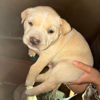 Boxer and Mixed Breed Dogs Available for Adoption - MPAC-Stray-3065_2 | PetCurious