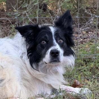Trim -  Border Collie Dog for Adoption in High Point, North Carolina - Trim | PetCurious