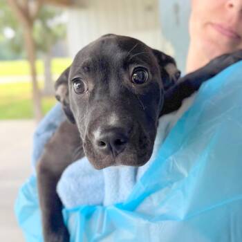 Sarah -  Mixed Breed Dog for Adoption in Hendersonville, North Carolina - Sarah | PetCurious