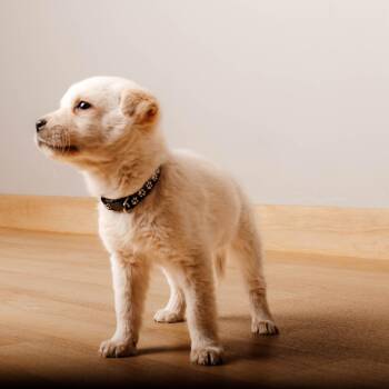 Cattle Dog Dogs Available for Adoption in Minnetonka, Minnesota - Journey D68511 | PetCurious