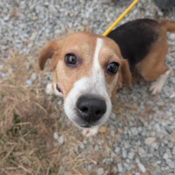 Caroline -  Beagle Dog for Adoption in Nowata, Oklahoma - Caroline | PetCurious