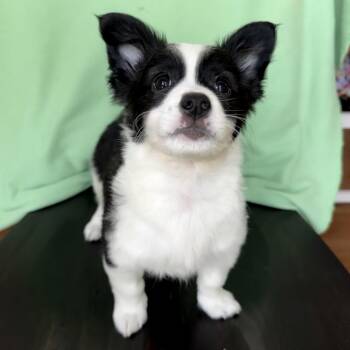 Moss -  Terrier Dog for Adoption in La Grange, Kentucky - Moss | PetCurious