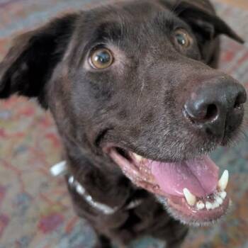 Coco -  Chocolate Labrador Retriever Dog for Adoption in Clearwater, Florida - Coco | PetCurious