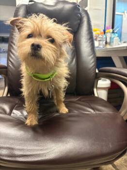 Chihuahua and Terrier Dogs Available for Adoption - Cubano | PetCurious