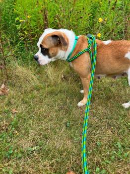 Azula -  Boxer and Pit Bull Terrier Dog for Adoption in Liverpool, New York - Azula | PetCurious