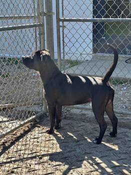 Pooh Bear -  Pit Bull Terrier and Mixed Breed Dog for Adoption in Marion, Ohio - Pooh Bear | PetCurious