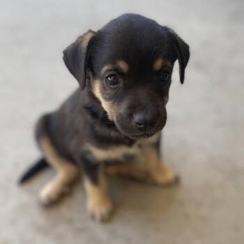 Sundae -  Labrador Retriever and Terrier Dog for Adoption in Escondido, California - Sundae | PetCurious