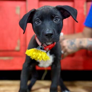 Mixed Breed Dogs Available for Adoption - FWT Mila (Mocha) | PetCurious