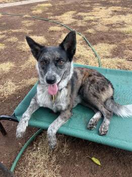 Millie -  Australian Cattle Dog Blue Heeler and Border Collie Dog for Adoption in Piedmont, Oklahoma - Millie | PetCurious