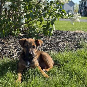 Ember -  Australian Shepherd Dog Available for Adoption in Greece, New York - Ember | PetCurious