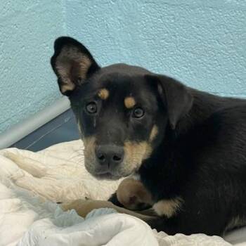 Rescue German Shepherd Dog Dogs for Adoption in Flagstaff, Arizona - Taylor | PetCurious