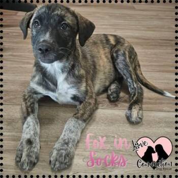 Shepherd Dogs Available for Adoption in Gilbert, Arizona - Fox In Socks | PetCurious