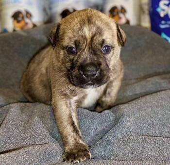 Gumbo - Local Puppy -  Cattle Dog Dog for Adoption in Princeton, Massachusetts - Gumbo - Local Puppy | PetCurious