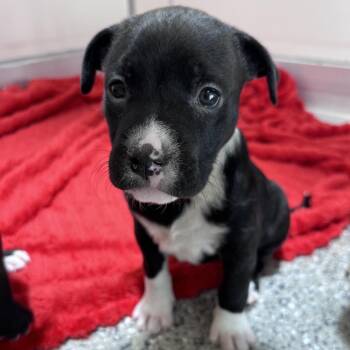 Tag-along -  Pit Bull Terrier and Boxer Dog for Adoption in Kanab, Utah - Tag-along | PetCurious