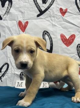 Labrador Retriever and Mixed Breed Dogs Available for Adoption - Joni | PetCurious