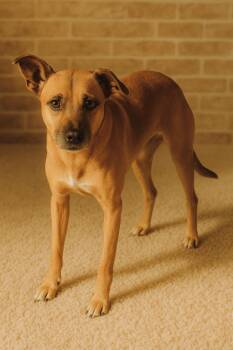 Rescue Labrador Retriever and Shepherd Dogs for Adoption in Brookeville, Maryland - Bambi | PetCurious