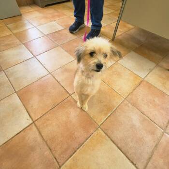 Violet -  Terrier Dog for Adoption in California City, California - Violet | PetCurious