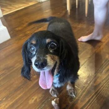 Winston -  Cavalier King Charles Spaniel Dog for Adoption - Winston | PetCurious